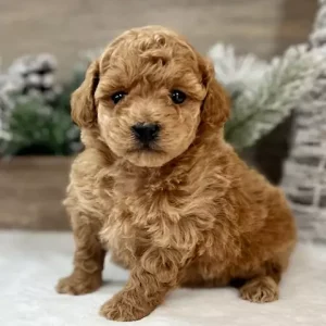 Poodle (Toy, Mini, Standard)